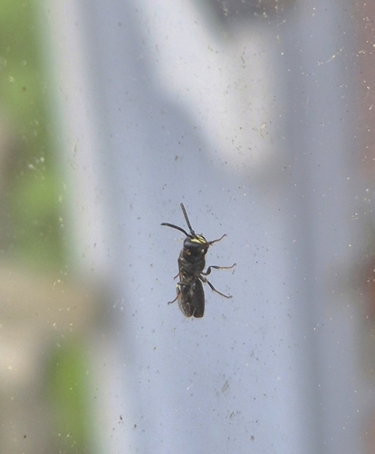 Foto von Gewöhnliche Maskenbiene
