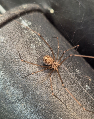 Short-bodied Cellar Spider