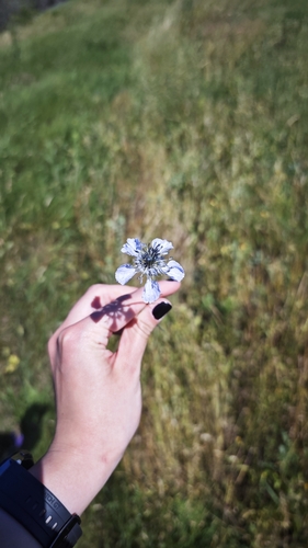 Field Love-in-a-mist