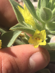 Mohavea breviflora
