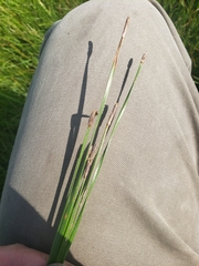 Eleocharis quadrangulata