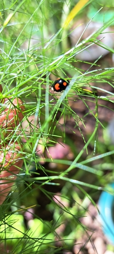 Asiatischer Marienkäfer