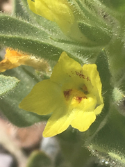 Mohavea breviflora