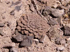 Neoandinium