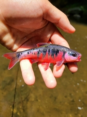 Crescent Shiner photo 3