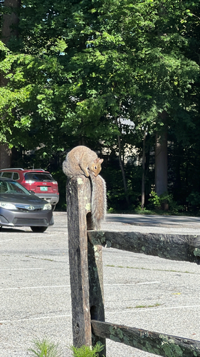 Eastern Gray Squirrel