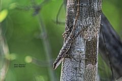 Anolis rodriguezii