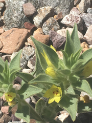 Mohavea breviflora