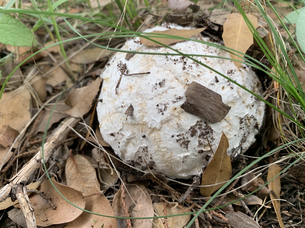 Giant Pasture Puffball from Cochise County, AZ, USA on August 21, 2019 ...