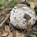 Corkstar Puffball - Photo (c) Jonathan Frank, some rights reserved (CC BY-NC-ND), uploaded by Jonathan Frank