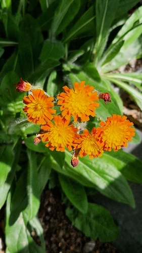 orange hawkweed