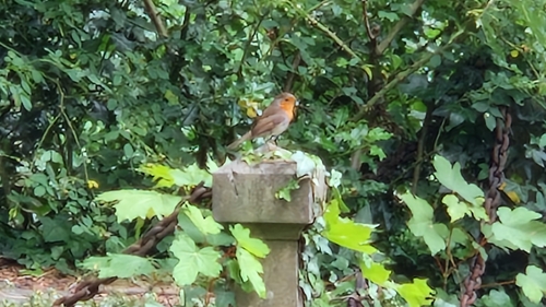 European Robin