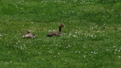 Egyptian Goose