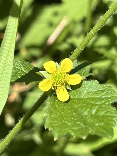 Wood Avens