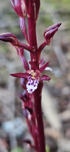 spotted coralroot