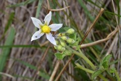 Solanum commersonii