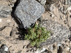 Chorizanthe corrugata