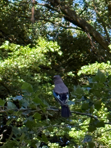 Eurasian Jay