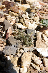 Astragalus platytropis