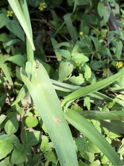 Tradescantia humilis