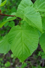 Tilia × europaea