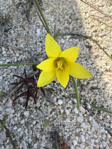 Romulea flava