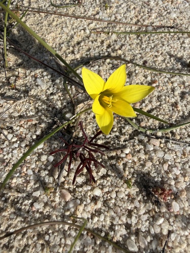 Romulea flava