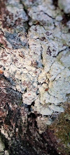 Pilze & Flechten