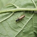 Stebėjimo nuotrauka
