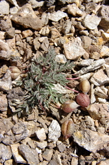 Astragalus platytropis
