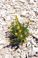 Senecio pattersonensis
