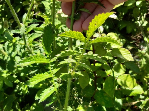 common agrimony