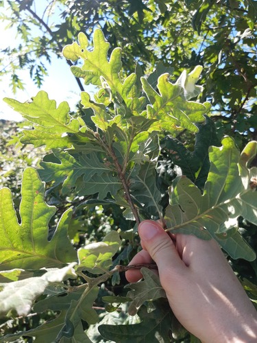 Pyrenean Oak