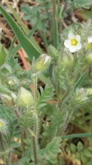 Polemonium micranthum