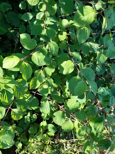 common dogwood