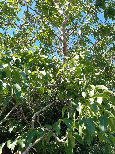 Persian walnut