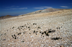 Senecio pattersonensis