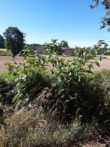 American pokeweed