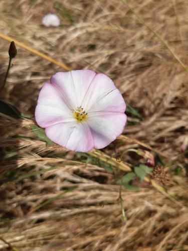 field bindweed