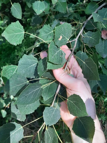 European aspen