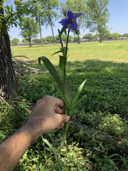 Tradescantia humilis