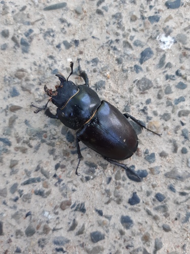 European Stag Beetle