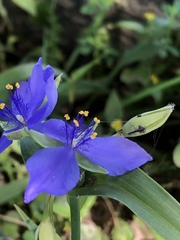 Tradescantia humilis