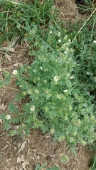 Polemonium micranthum
