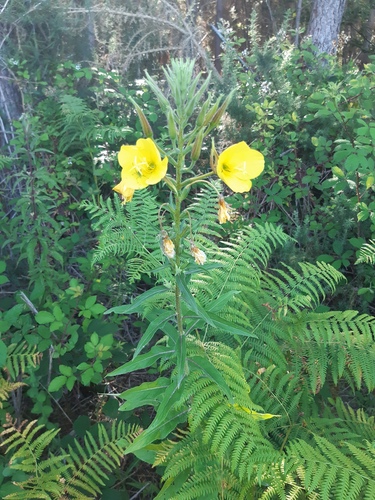 Large-flowered Evening-primrose