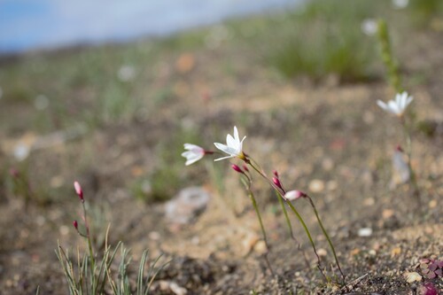 Strumaria spiralis