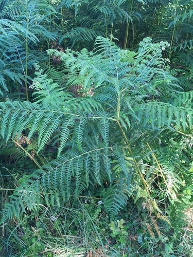 common bracken