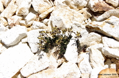 Draba incrassata