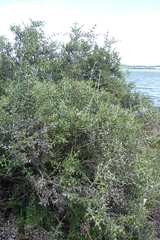 Colletia paradoxa