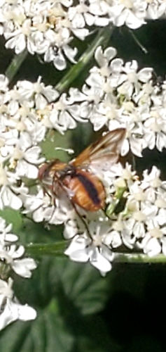Ectophasia crassipennis